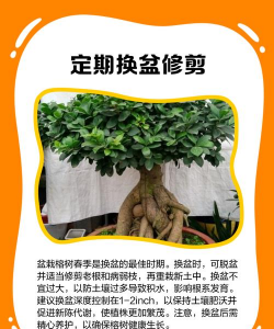 榕树怎么养用什么土 榕树怎么养用什么土