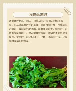 小盆种植蔬菜怎么种植的 小盆种植蔬菜怎么种植的