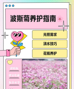 波斯菊怎么养 波斯菊怎么养