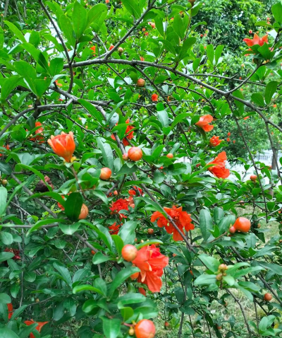 石榴花秋天怎么养 石榴花秋天怎么养