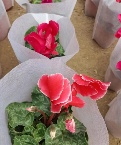 仙客来的特点是什么 仙客来的特点是什么