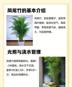 凤尾竹怎么修剪 凤尾竹怎么修剪