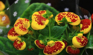 荷包花怎么浇水 荷包花怎么浇水