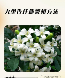 九里香的繁殖方法 九里香的繁殖方法