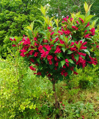 锦带花如何盆栽 锦带花如何盆栽