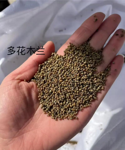 木兰种子怎么种 木兰种子怎么种