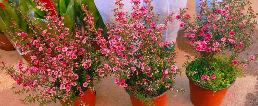 松红梅种子怎么种 松红梅种子怎么种