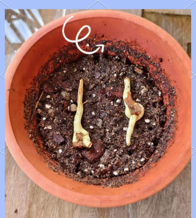 宫灯百合种子怎么种 宫灯百合种子怎么种