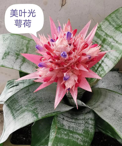 美叶光萼荷怎么催花 美叶光萼荷怎么催花