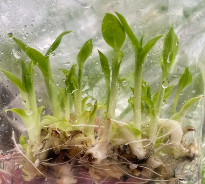 种植白蕉种子怎么种植好 种植白蕉种子怎么种植好