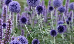 蓝刺头种子怎么种 蓝刺头种子怎么种