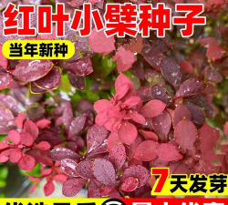 紫叶小檗种子怎么种 紫叶小檗种子怎么种