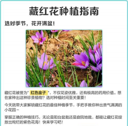 藏红花种植盆栽怎么种植 藏红花种植盆栽怎么种植