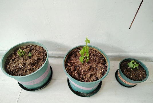 杭白菊怎么施肥 杭白菊怎么施肥