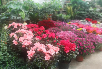 锦绣杜鹃的繁殖方法 锦绣杜鹃的繁殖方法