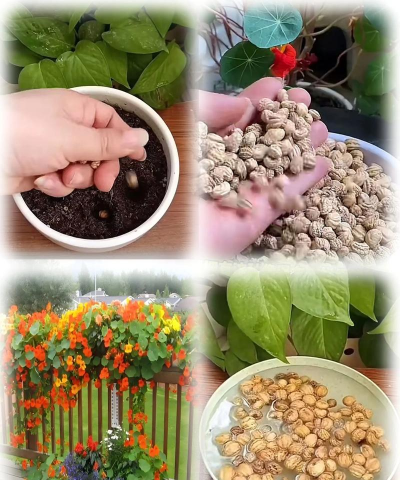 金莲花种子怎么种 金莲花种子怎么种