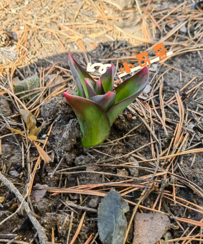 大花葱种子怎么种 大花葱种子怎么种