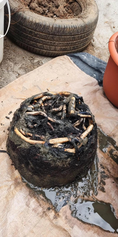 盆栽荷花什么时候翻盆 盆栽荷花什么时候翻盆