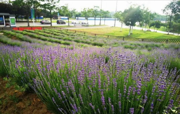 羽叶薰衣草扦插繁殖方法 羽叶薰衣草扦插繁殖方法