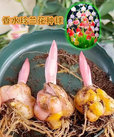 种植铃兰种球怎么种植好 种植铃兰种球怎么种植好
