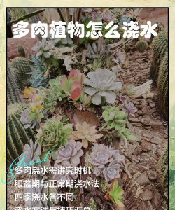 夏天40度怎么养多肉浇水 夏天40度怎么养多肉浇水