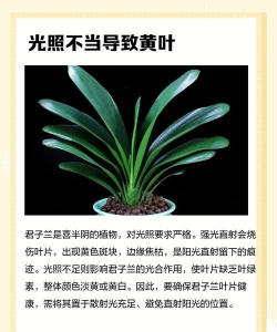 夏季君子兰叶子发黄是什么原因 夏季君子兰叶子发黄是什么原因