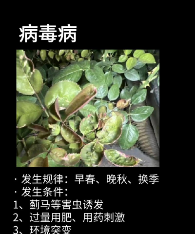 发月季花什么病 发月季花什么病