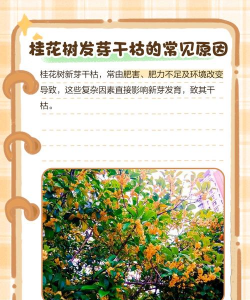 桂花树一发芽就枯了什么情况 桂花树一发芽就枯了什么情况