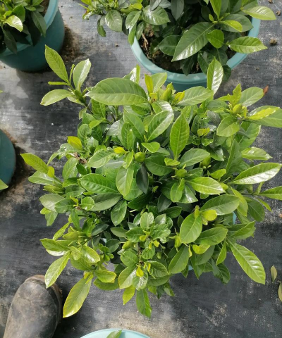 栀子花冬天可以在室外吗 栀子花冬天可以在室外吗