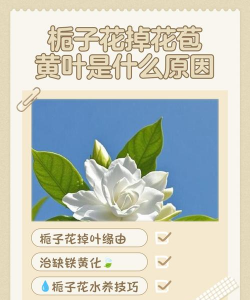 栀子花花苞发黄掉落是什么原因 栀子花花苞发黄掉落是什么原因