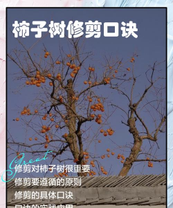 柿子树修剪时间和方法 柿子树修剪时间和方法