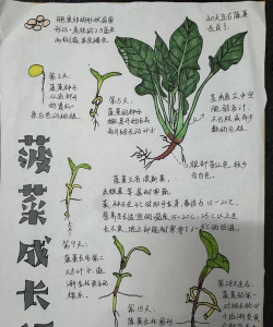 无土种植菜花怎么种植的 无土种植菜花怎么种植的