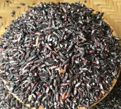 家庭种植紫米怎么种植的 家庭种植紫米怎么种植的