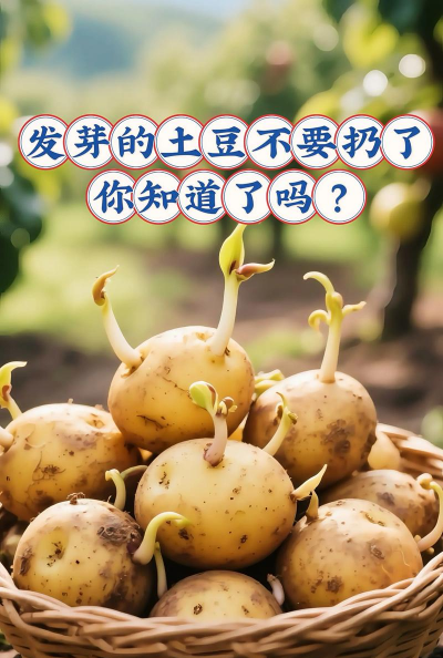 土豆不催芽可以种吗 土豆不催芽可以种吗