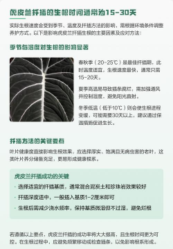 虎皮兰扦插什么时间 虎皮兰扦插什么时间