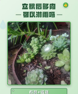 多肉植物能淋雨水吗 多肉植物能淋雨水吗