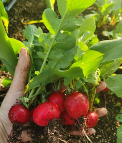 用筐种植萝卜怎么种植的 用筐种植萝卜怎么种植的