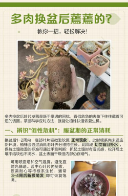 怎么把蔫了的多肉救活 怎么把蔫了的多肉救活