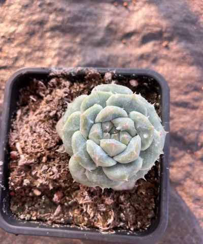 什么叫多肉石化 什么叫多肉石化