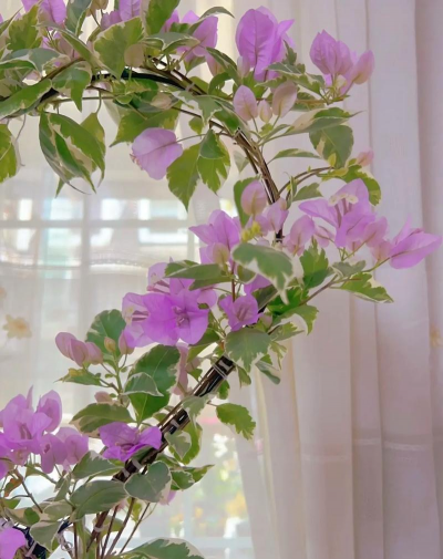 光照短适合养什么花 光照短适合养什么花