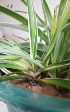 吊兰为什么要烂根 吊兰为什么要烂根