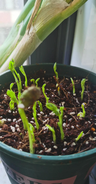 大豆种植阳台怎么种植好 大豆种植阳台怎么种植好