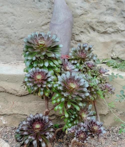 黑法师花有什么功能 黑法师花有什么功能