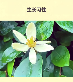含笑花代表什么意思 含笑花代表什么意思