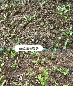 香菜的种植方法 香菜的种植方法