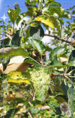 苹果树叶子干枯焦灼是什么原因 苹果树叶子干枯焦灼是什么原因