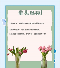 郁金香的养殖方法和注意事项 郁金香的养殖方法和注意事项