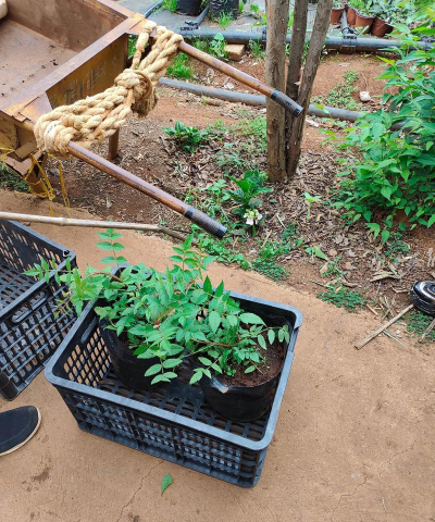 裸根种植树莓怎么种植 裸根种植树莓怎么种植