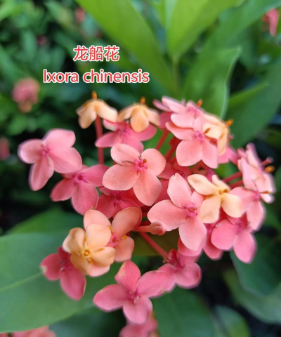 端午之花有哪些 端午之花有哪些