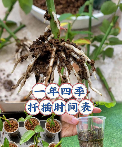 北方什么时候扦插月季 北方什么时候扦插月季